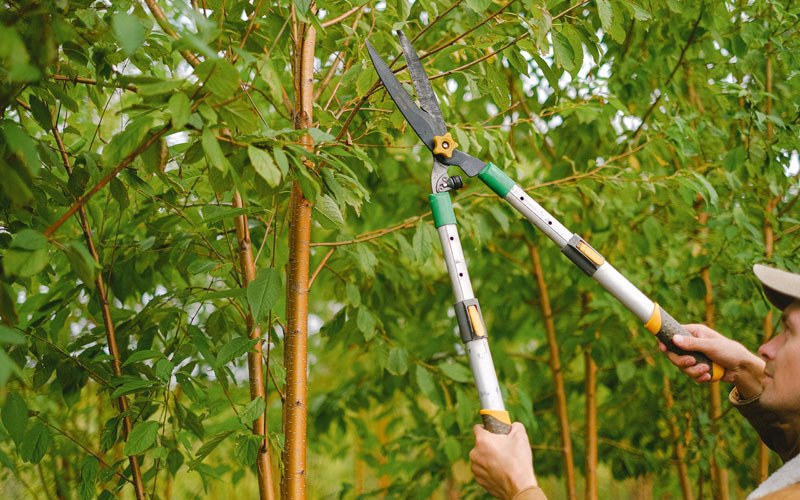 Tree trimming in Green Valley, IL